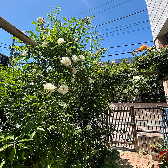 botanさんの部屋