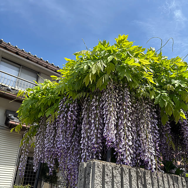 cyaroさんの実例写真