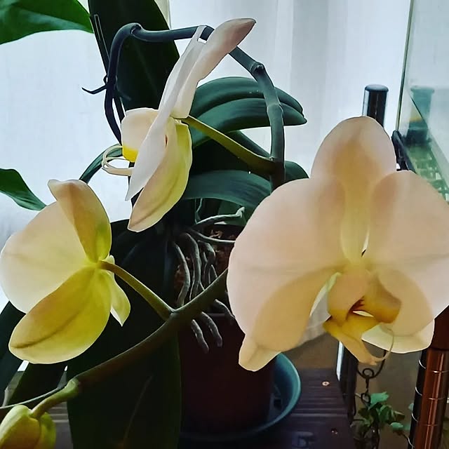 anzmama0404さんの実例写真