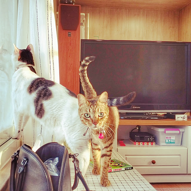 実例写真