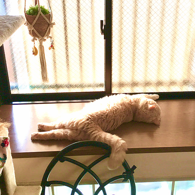 naokoさんの実例写真
