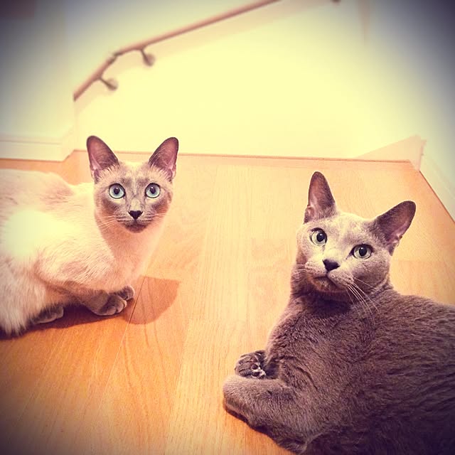 poiさんの実例写真