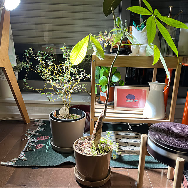 nnfwanicoさんの部屋