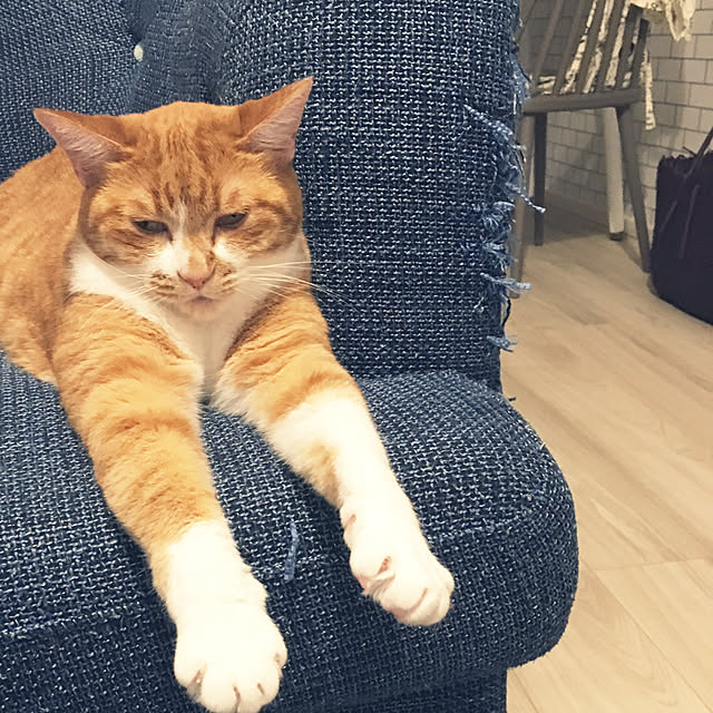 myuuさんの実例写真