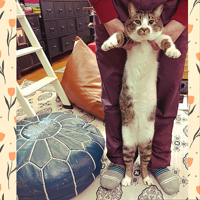jijiさんの実例写真