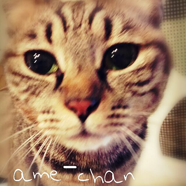 makoさんの実例写真
