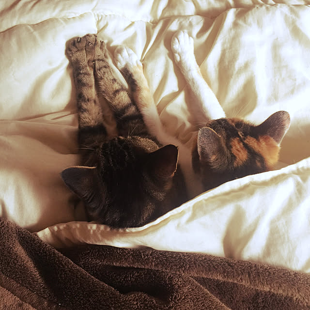 PEさんの実例写真