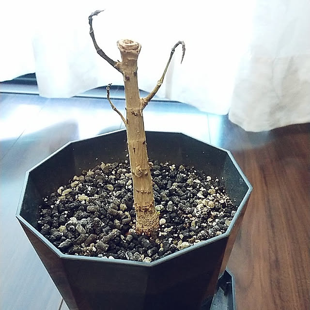 39kaikaiさんの実例写真