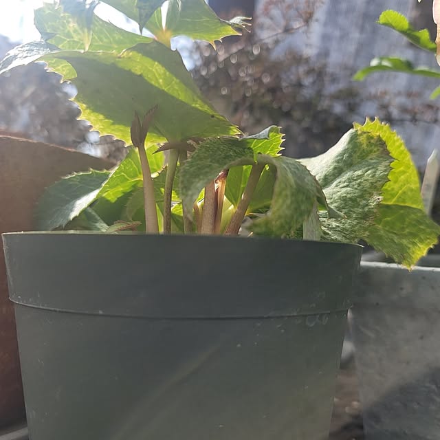 VIORAさんの部屋