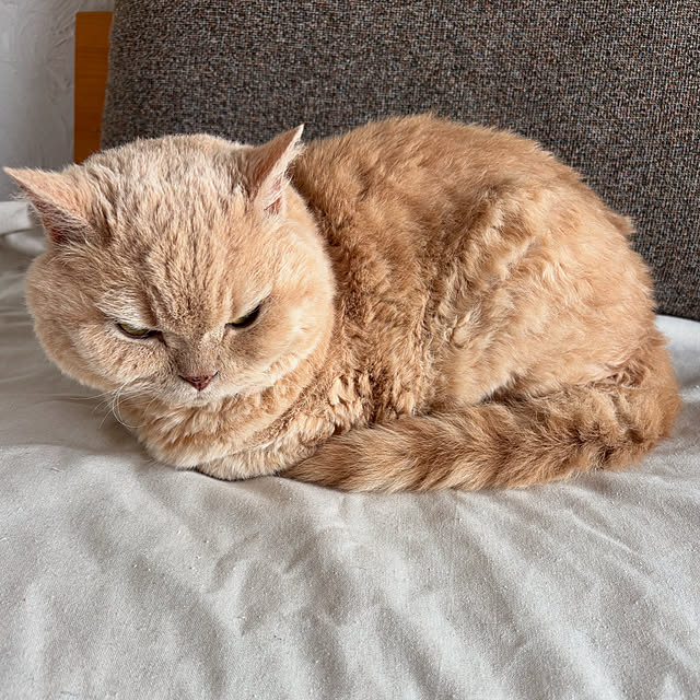 naokoさんの実例写真