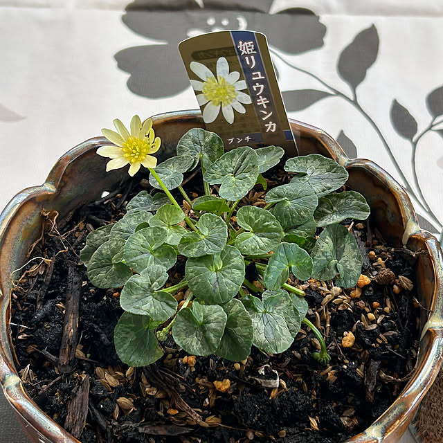 sukkorobiさんの実例写真