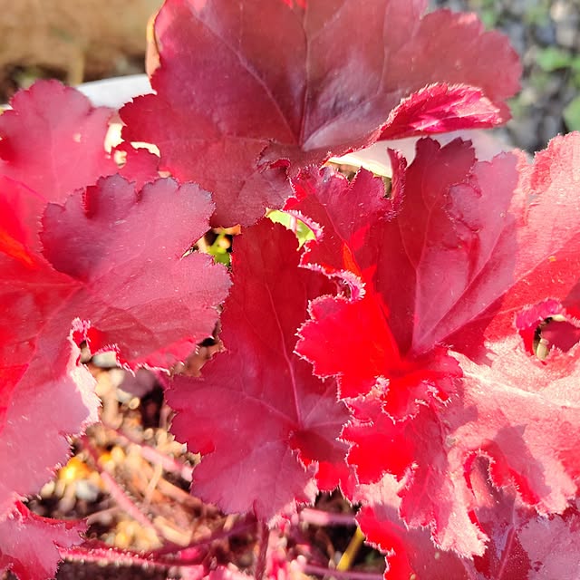 kiraさんの実例写真