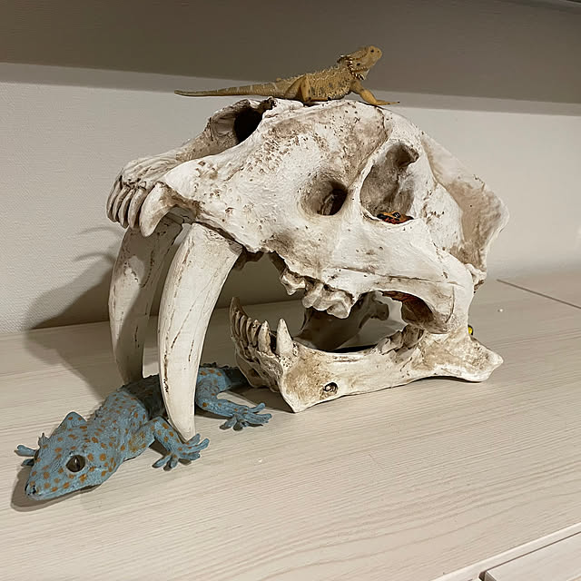 halさんの実例写真