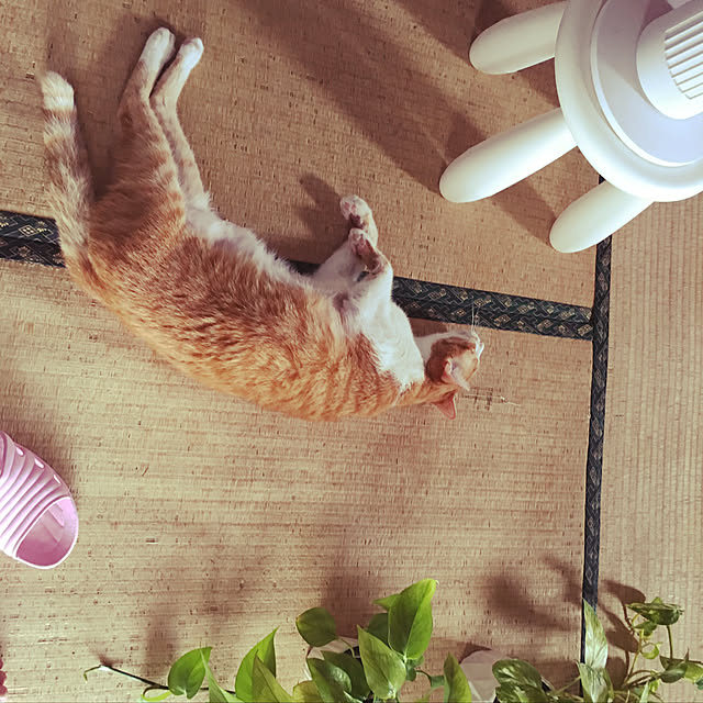 brbrnknkさんの実例写真
