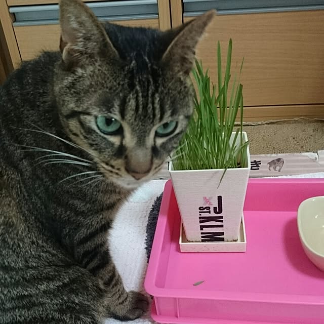 Masamiさんの実例写真