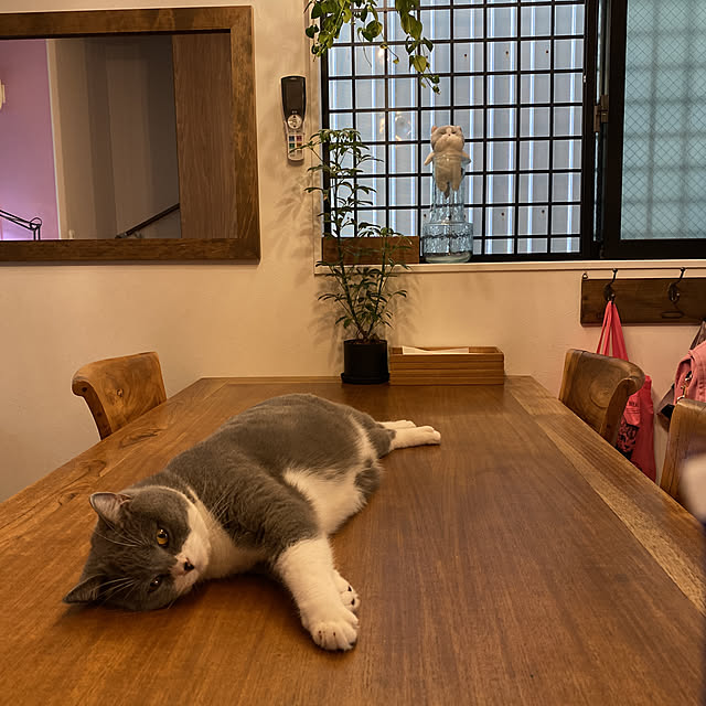 ダイニングテーブル/ダイニング/チーク材の家具/NO GREEN NO LIFE/ねこと暮らす...などのインテリア実例 - 2021-10-07 14:21:18