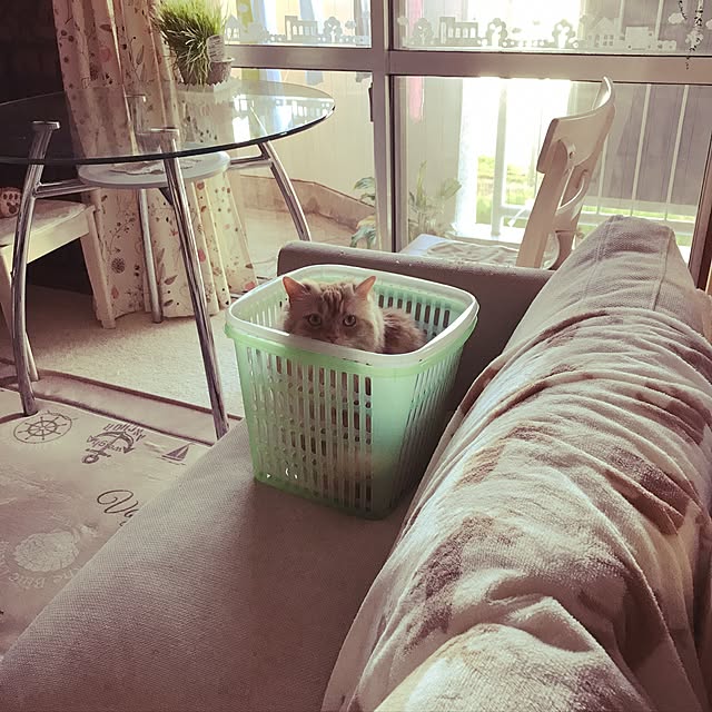 roseさんの実例写真