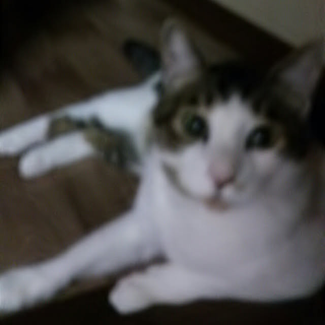 実例写真