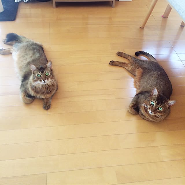 Yumiさんの実例写真