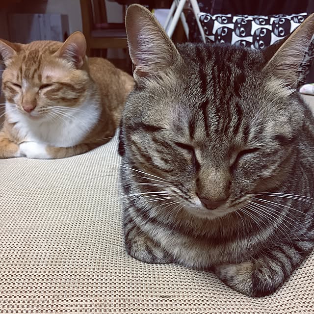 baronkotarouさんの実例写真