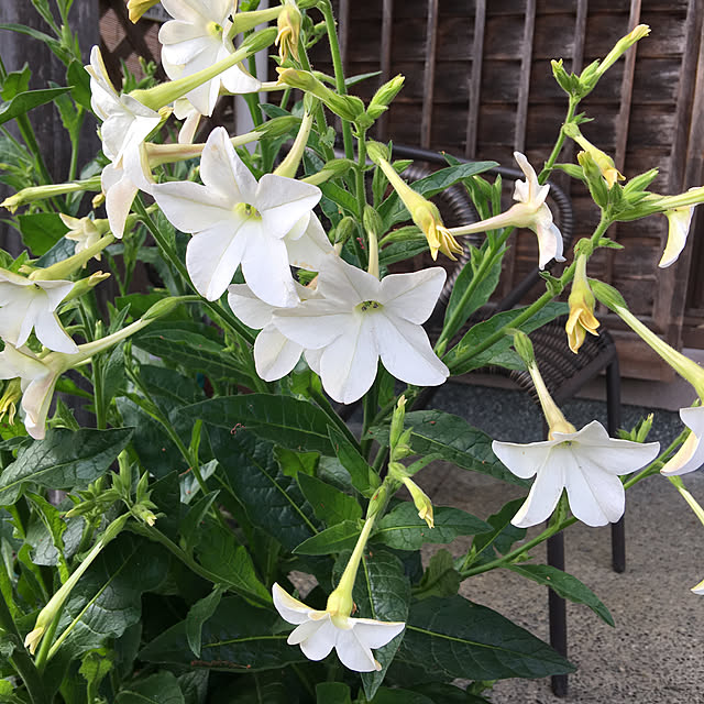 akekuroankoさんの実例写真
