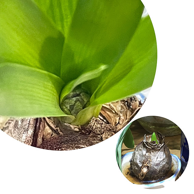 buchiさんの実例写真