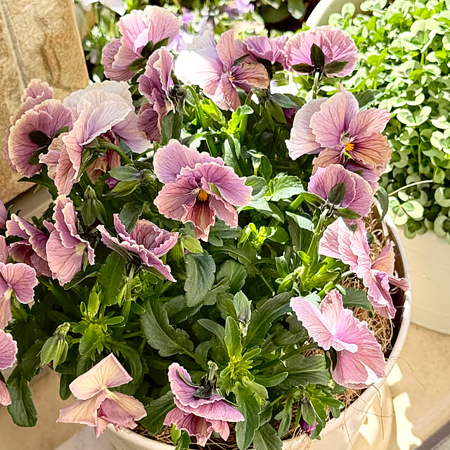 Chigusaさんの実例写真