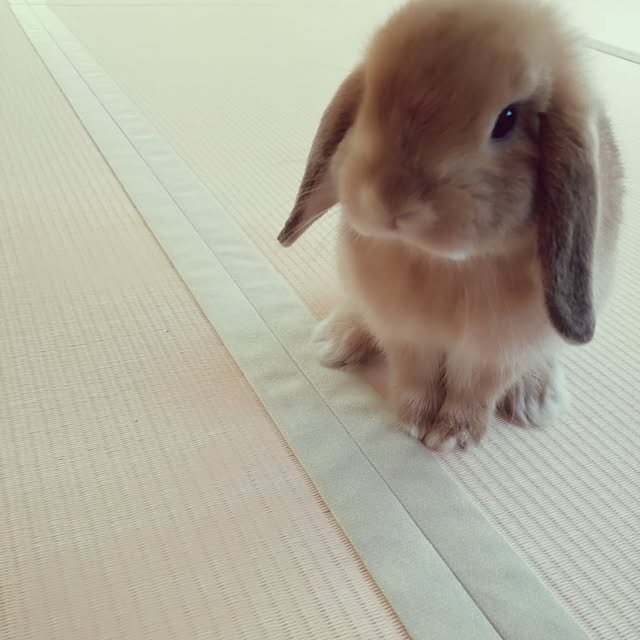 mi9roさんの実例写真