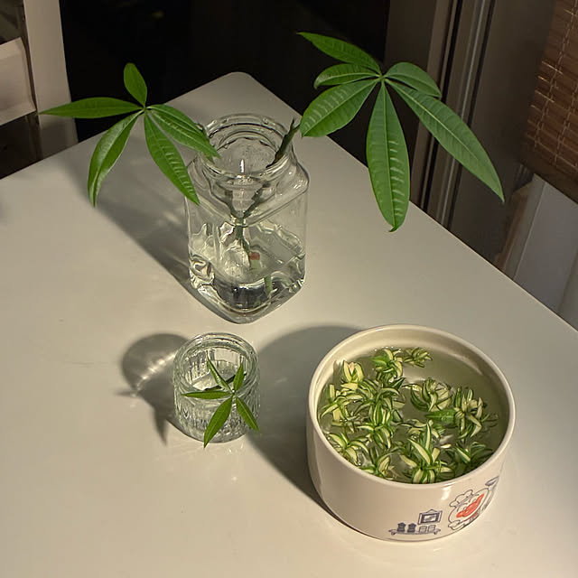 koshiregutyoさんの部屋