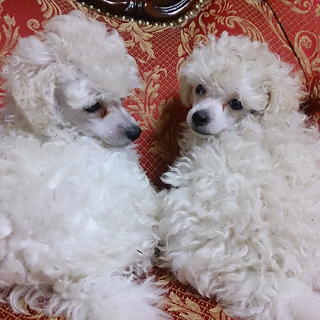 AYUKOさんの実例写真