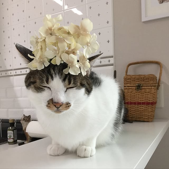 yuchiさんの実例写真