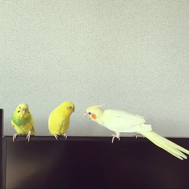 macaronさんの実例写真