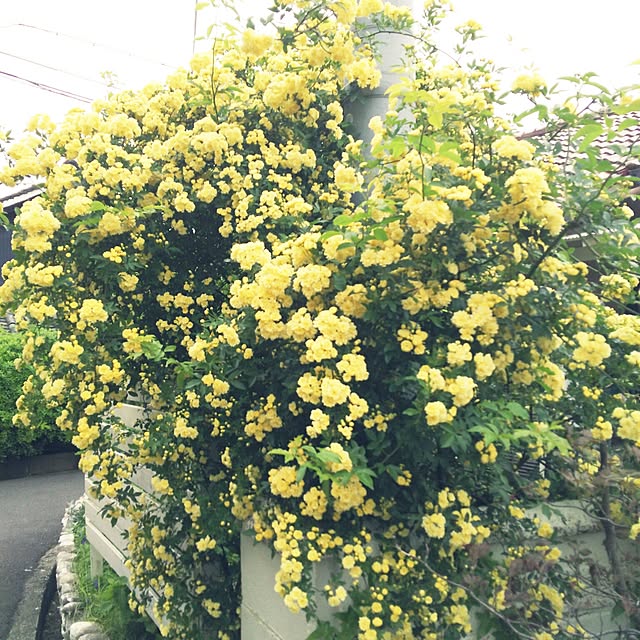 kurumiさんの実例写真