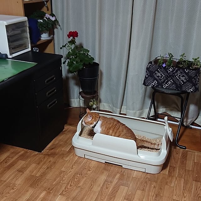 NOAHさんの部屋