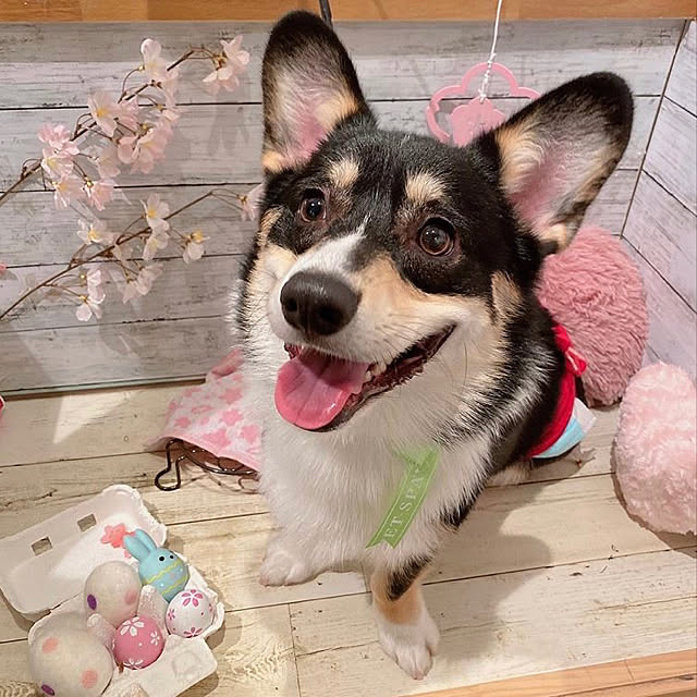 Ruiさんの実例写真