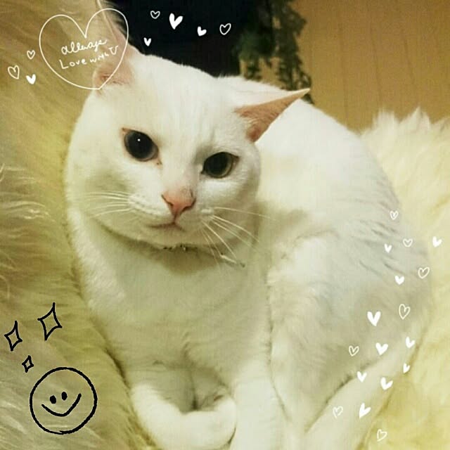 kikinanaさんの実例写真