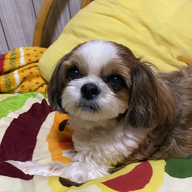 SHIHOさんの実例写真