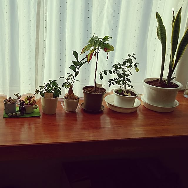 棚/観葉植物のインテリア実例 - 2016-09-07 12:50:35