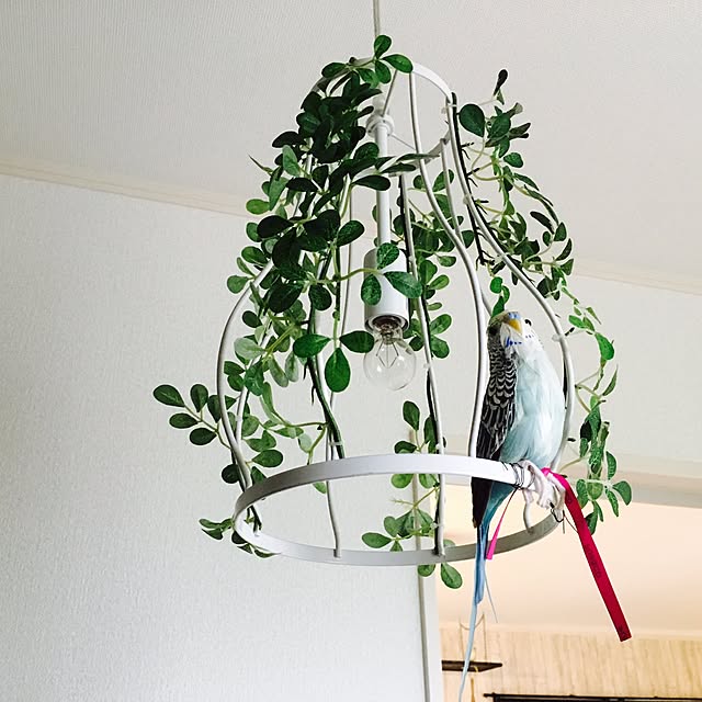 futomomushiさんの実例写真