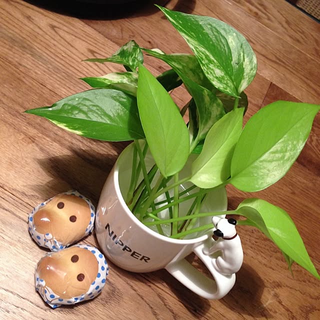 机/一人暮らし/賃貸/観葉植物/植物...などのインテリア実例 - 2015-02-17 00:41:51