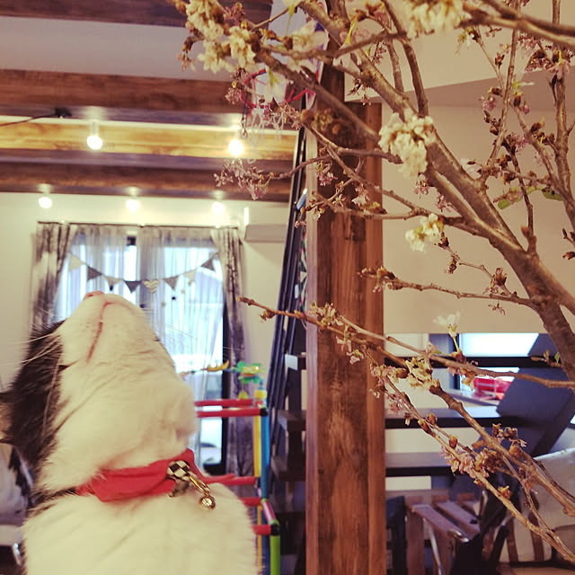 Yukoさんの実例写真