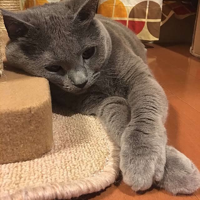 ikettenさんの実例写真