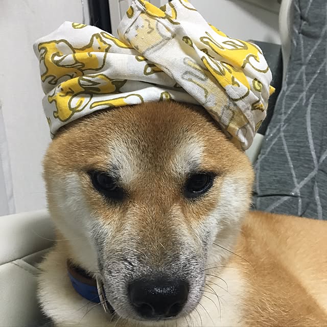 kotaさんの実例写真