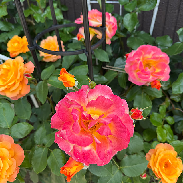 RoseLife5818さんの実例写真