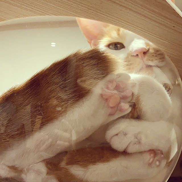 Gomaさんの実例写真