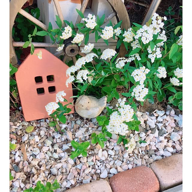 mintcatさんの実例写真