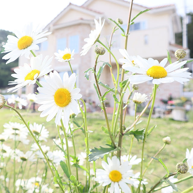 S.homeさんの実例写真