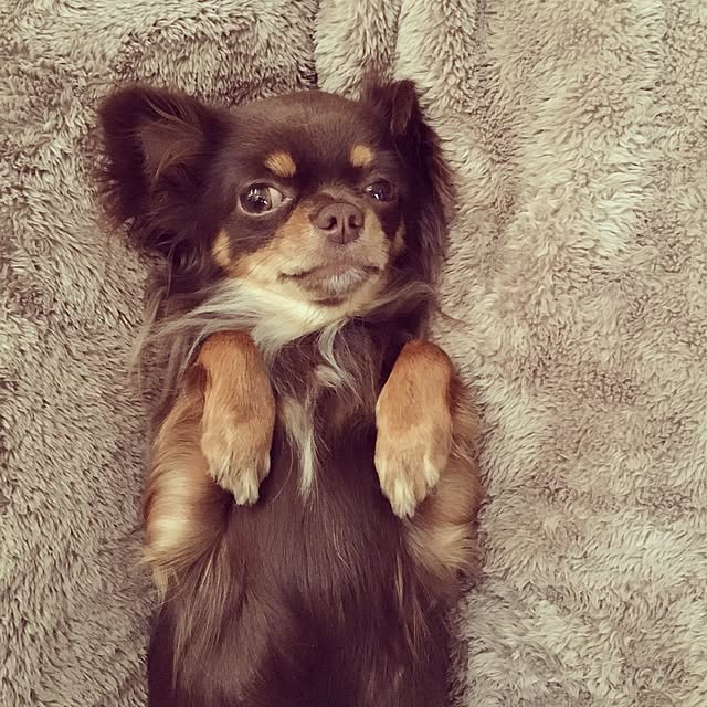 cookie_houseさんの実例写真