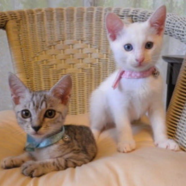 gabさんの実例写真
