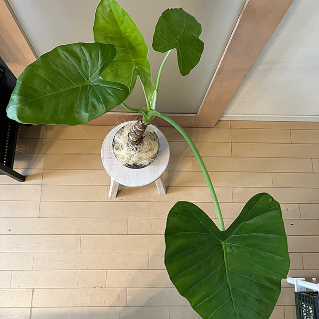 okkunさんの部屋